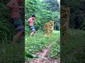 #tiger #lionhunters #wildlife #nature #shortvideo #shorts