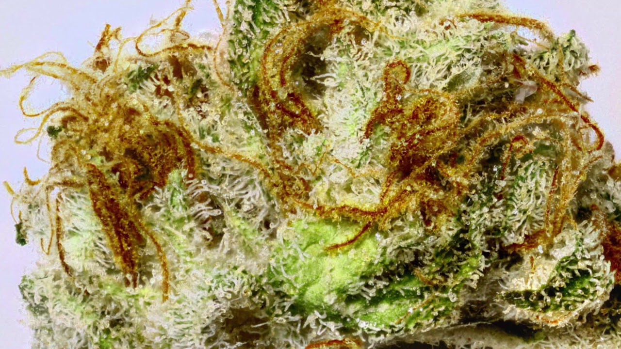 Dab-Tastic 420 Intro