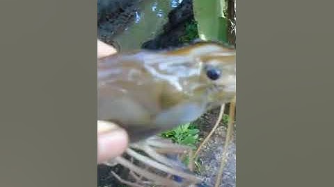 Săn bắt cá lóc đồng hốt được Tôm Càng Xanh #Shorts