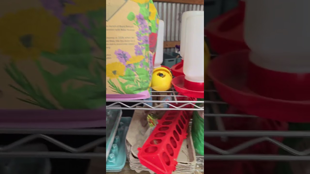 Cleaning, Rearranging, and Organizing the Barn