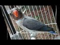 Pancingan Lovebird Muda Agar Buka Suara Dan Latah Gunakan Call Lovebird Super Ampuh Ini Mp3 - Mp4 Download