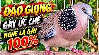 🐦TIẾNG CHIM CU GÁY Giọng Hấp Dẫn THÚC GÙ [ GÁY GỌI,THÚC,GÙ ]Kích Bổi Nhanh Nổi.Cu Gáy.Cu Đất,Cu cườm