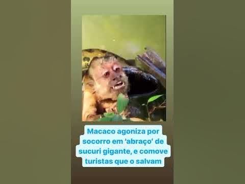 VÍDEO: macaco-prego é salvo de sucuri por turistas em Bonito (MS