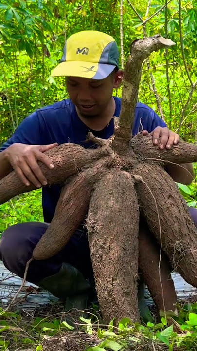 Cassava as big as a thigh #cassava #biggestcassava #giantcassava