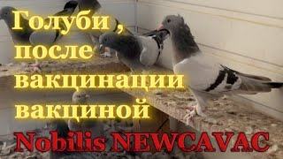 : ,    Nobilis NEWCAVAC