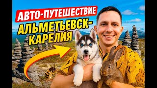 картинка: Автопутешествие  Карелия  Зайцы  Хаски и пчелы  Полный выпуск