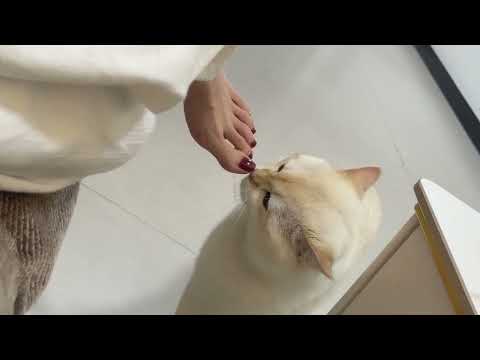 MY Cats Think Mom S Feet Are TOO HIGH Today