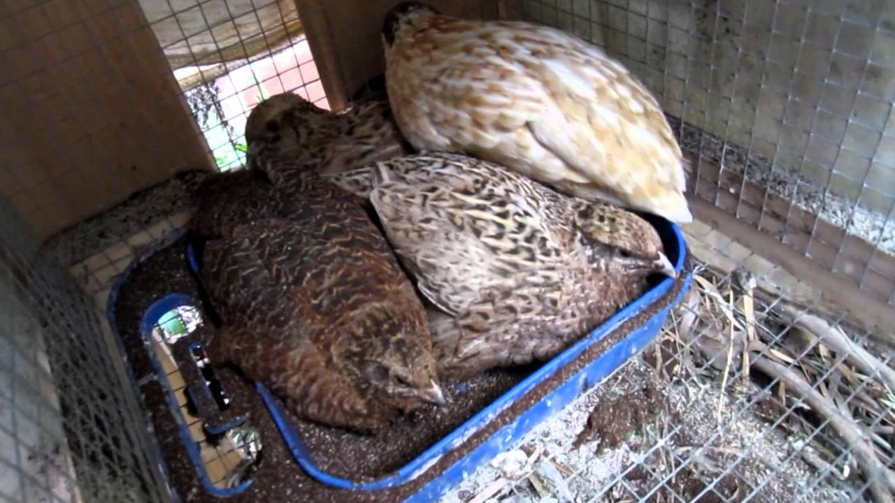 quail having a coffee grounds bath YouTube