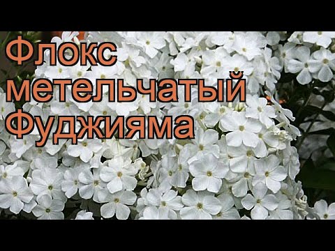 Флокс метельчатый Фуджияма
