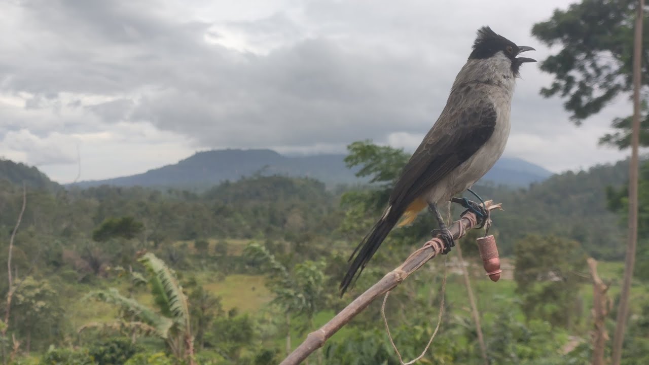 Masteran pikat 100%gacorr