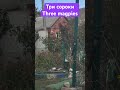 Сорока #shorts / #trending / #tiktok
