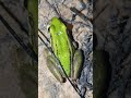 Capturing 2 big green frogs trfishingtech shorts frog greenfrog