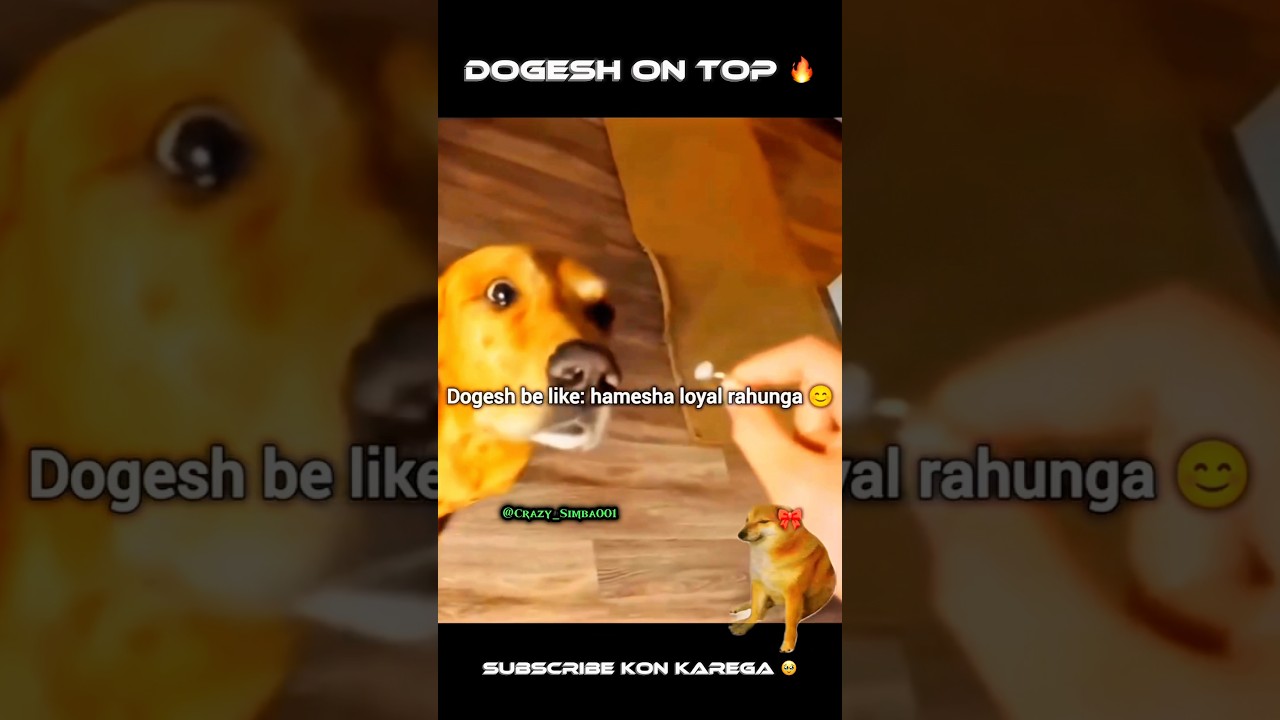 Dogesh On Top 😈 | Sigma Dogesh 😎 | 