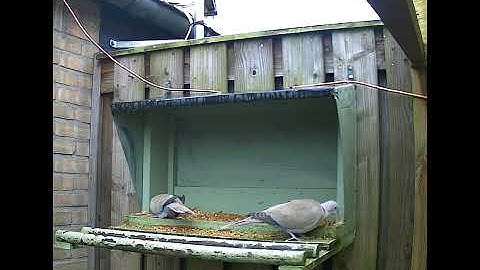Pigeons Berrot Wildlife camera #Duiven voederhuisje