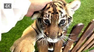 Play with three very cute little tigers in Tiger Kingdom Chiang Mai - Thailand travel