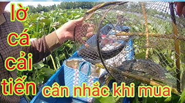 Khi Mua Lờ Cá Cải Tiến Nên Cân Nhắc Điều Nầy/Định Nguyễn Hậu Giang/