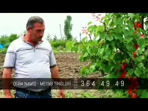 Video: Subtropik Bağçılıq Məlumatı: Subtropiklərdə bitən bitkilər haqqında məlumat əldə edin