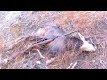 Chasse chamois approche 2011.mp4