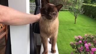 Burmese cat in Norwegian Forest (Home)