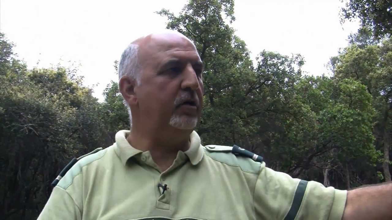 Chêne vert et chêne liège