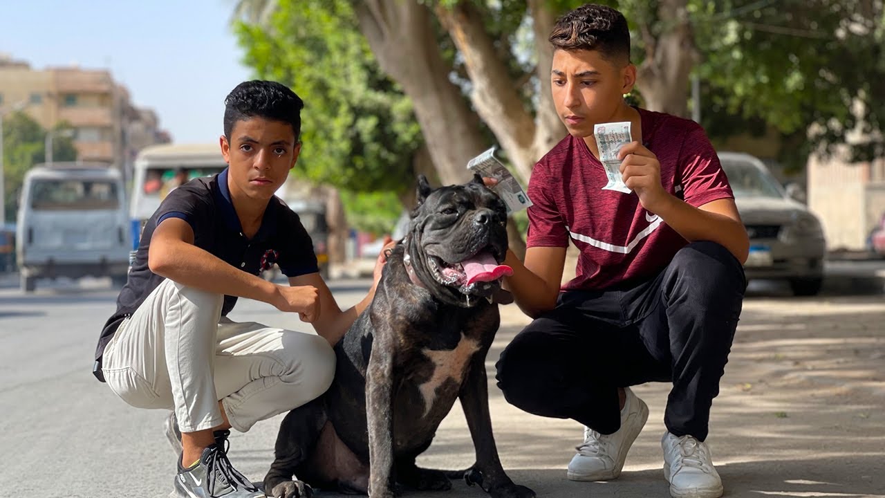 ولد يصاحب كلب كين كورسو لمدة يوم .. فماذا فعل ؟