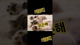 왜 계속 피곤하고 눕고만 싶을까? 간 건강 지키는 1가지 비밀