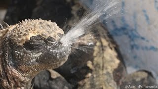 Sneezing Galápagos Marine Iguanas