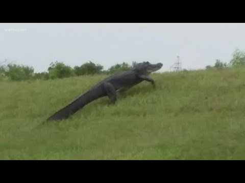 Vidéo: L’aéroport De La Nouvelle-Orléans Vous Permettra D’alléger Vos Bébés Alligators Lors Du Retrait Des Bagages