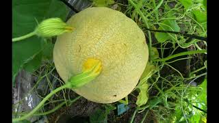 From Seed to Giant: 128-Day Time Lapse of an Atlantic Giant Pumpkin&#39;s Incredible Growth