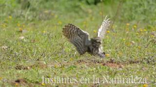 Mochuelo cazando