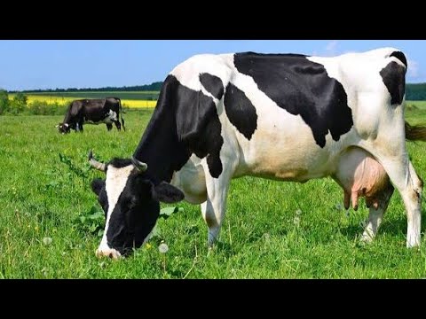 نصيحة احذرو اضافة زبل البقر للأرض