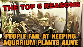 Why Do My Aquarium Plants Keep Dying? The Top 5 Reasons Planted Tanks Fail, Melt & Grow Algae