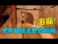 小貓不知媽媽已離世 不捨得吃肉留給母貓 自己卻靠啃泥土樹根充飢 淚崩 貓 流浪貓 情感 偉大 動物 貓咪 救助 感動 感人 淚目 淚崩 故事 喵星人 動物 小貓不知媽媽已離世 不捨得吃肉留給母貓 自己卻靠啃泥土樹根充飢 淚崩 貓 流浪貓 情感 偉大 動物 貓咪 救助 感動 感人 淚目 淚崩 故事 喵星人 動物