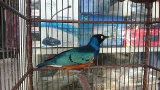 Jalak Afrika ( Superb Starling)