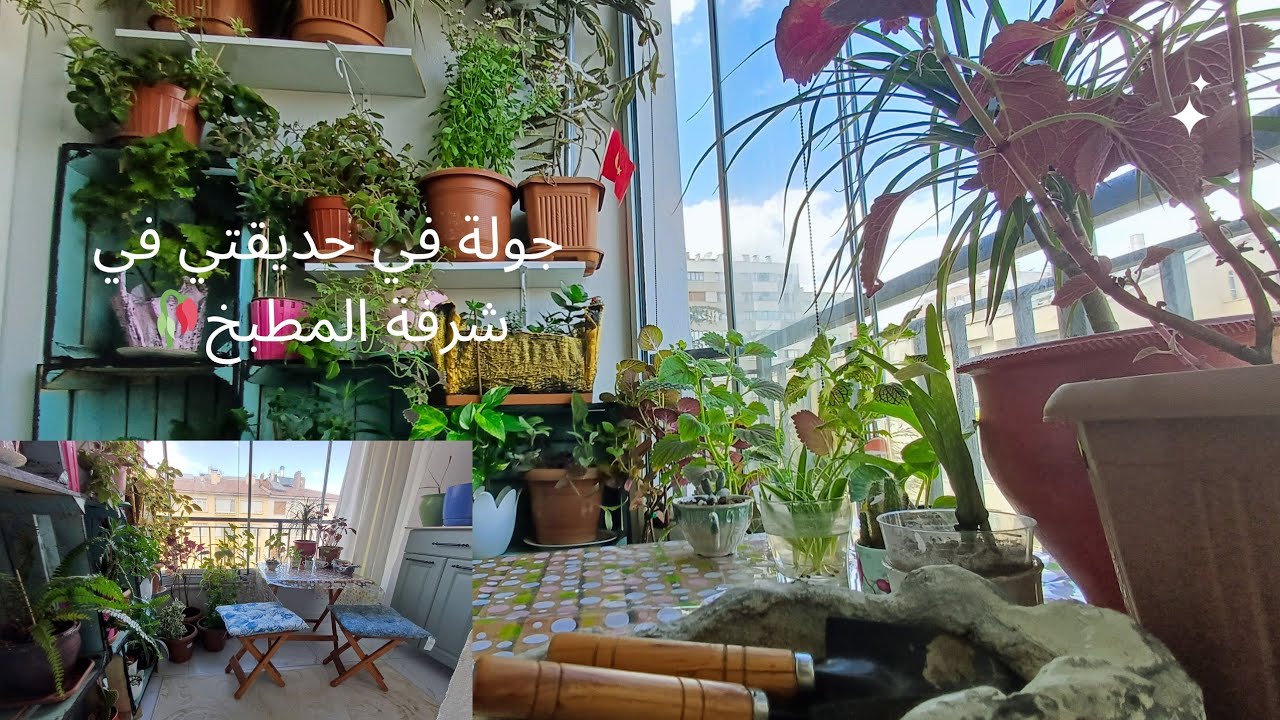 جولة في حديقتي في الشرفة د المطبخ🪴🌱/طريقة تحسين شكل نبات شكلو تخرب🍃🍂🪴