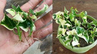 How to grow English Ivy plant from cuttings | Ivy plant propagation