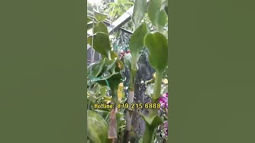 Hệ thống phun sương tưới lan