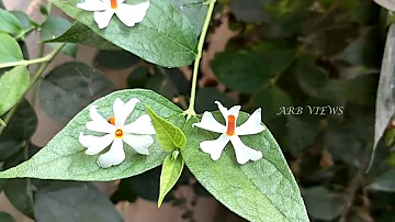 Parijatham & Parijat Flower Difference / Pavazha malli  Parijatham Poo difference in Tamil