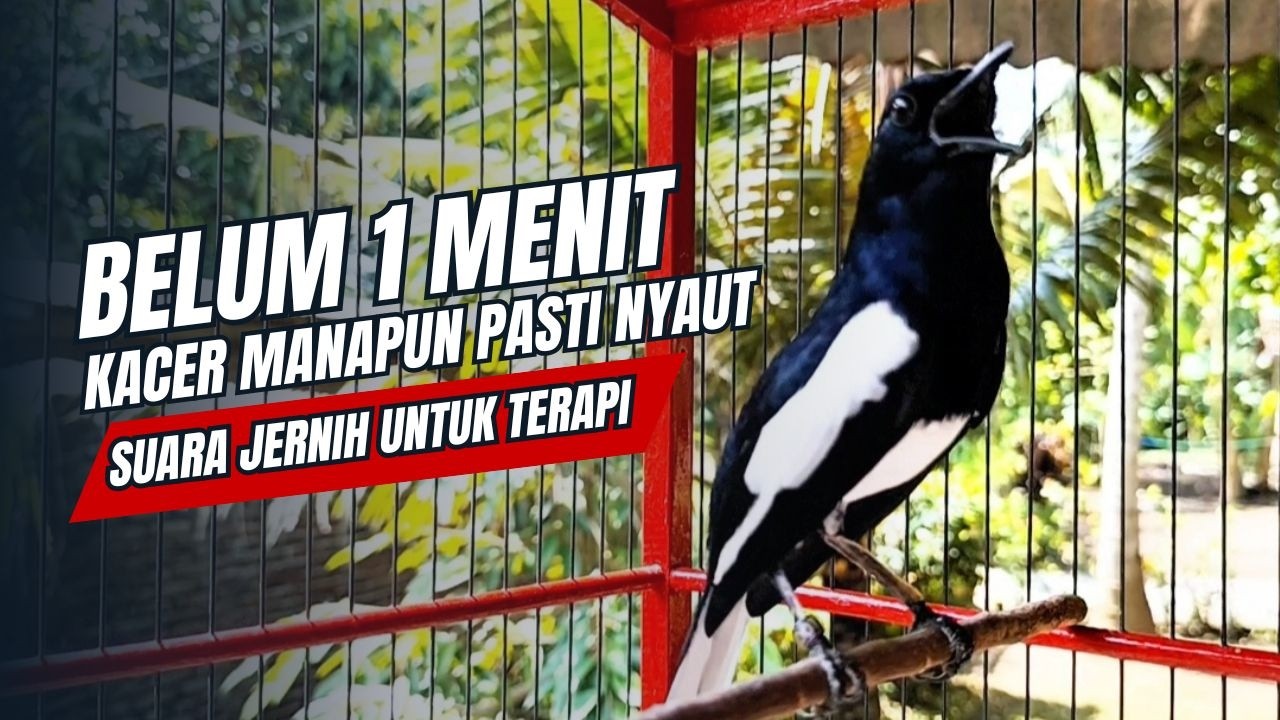 suara BURUNG kacer GACOR ngeplong KONSLET Tarung ini Paling Ampuh buat PANCINGAN KACER agar EMOSI