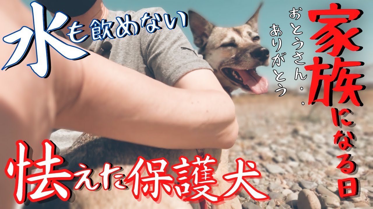 保護犬 40日目 初めて抱っこされた日 犬の表情が変化した瞬間 感動の涙 Youtube
