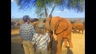 With The Elephant Orphans of Ithumba, Kenya