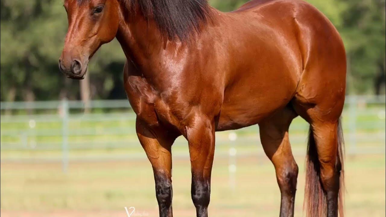 “Friday”. Hip 10. Consigned to the Clovis Horse sale February 910. Levelland Tx FMI 210241