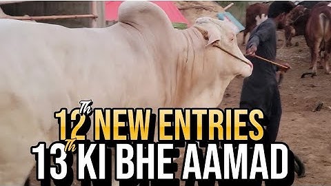 11 MAZEED NEW ENTRIES || FOR SALE || COLLECTION 2024 || @samentertainmentbysameed