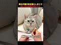 家の子猫が毛を落としまくり、飼い主は妙案を思いつく！