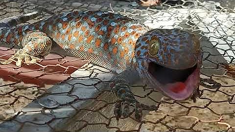 Gecko Effect | of Geckos | Tokay Gecko Big Size. New
