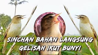 Pancing suara kerak basi bahan ombyokan langsung gacor‼️