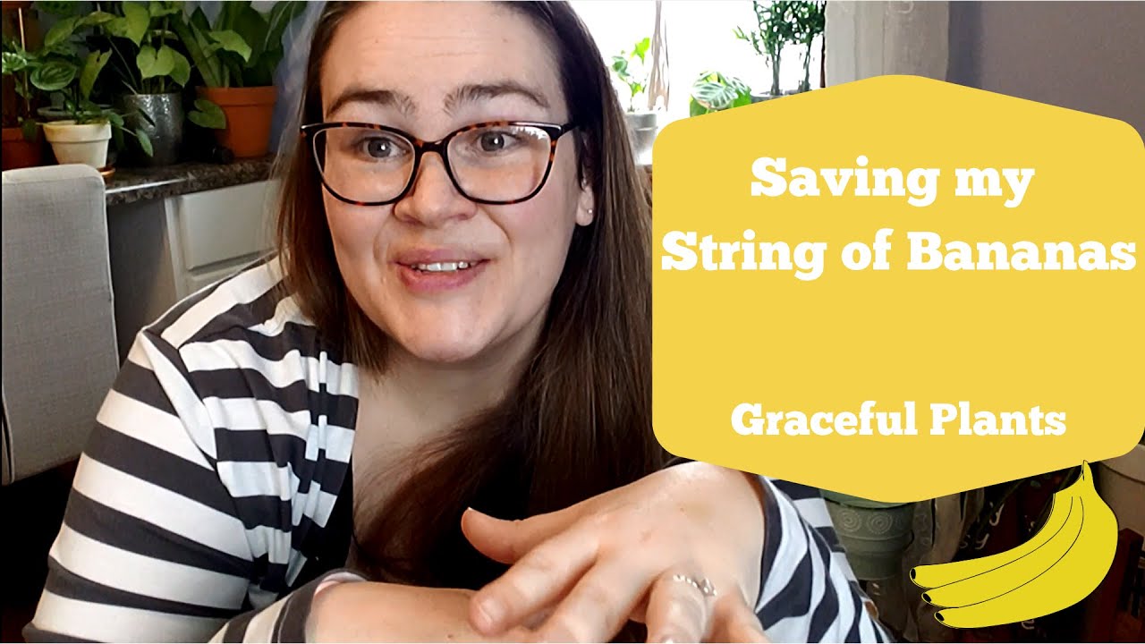 Saving my Dry String of Bananas | Rooting Bald Vines | Graceful Plants