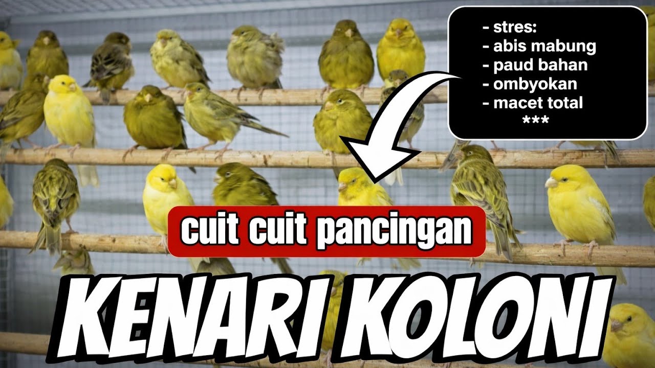 cuit cuit pancingan kenari koloni || terapi kenari macet bunyi #masterankenari #terapikenari #kenari