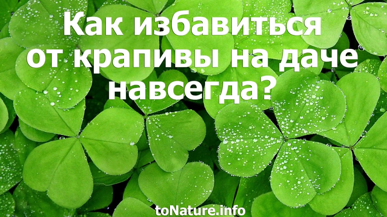 Как избавиться от крапивы на даче навсегда?