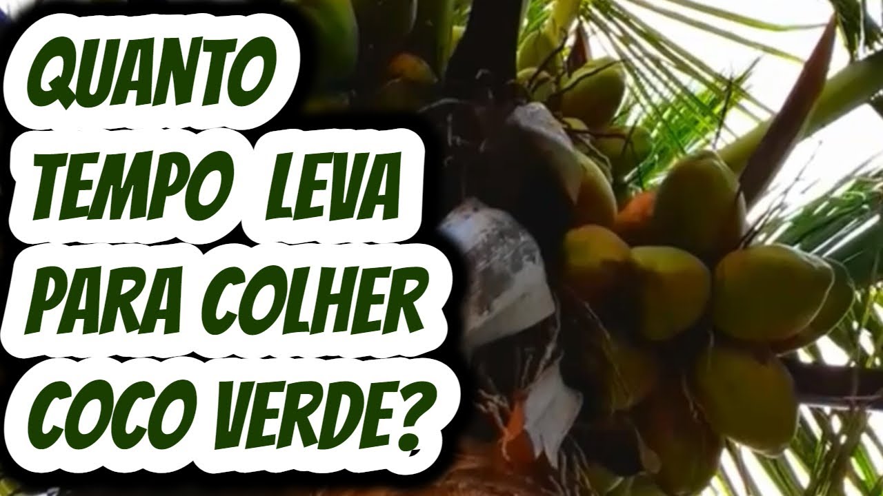 quanto-tempo-demora-para-colher-coco-verde-quantos-dias-leva-para